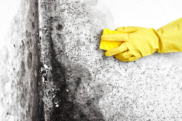 Best Mold Removal Company Near Me  in Rural Retreat, VA