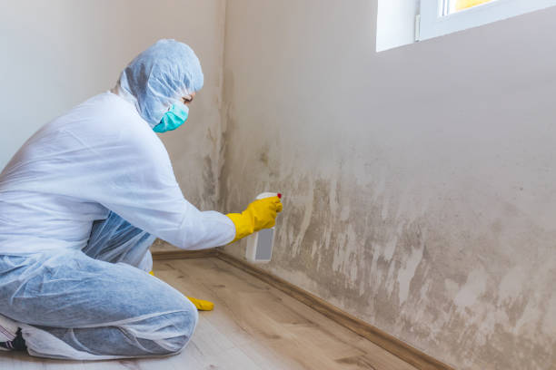 Mold Removal and Inspection in Rural Retreat, VA