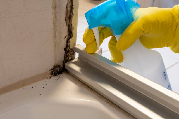 Best Same-Day Mold Removal  in Rural Retreat, VA