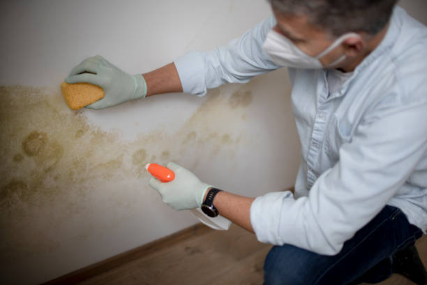 Best Affordable Mold Removal  in Rural Retreat, VA