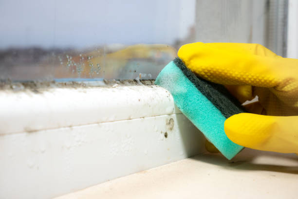 Best Toxic Mold Removal  in Rural Retreat, VA