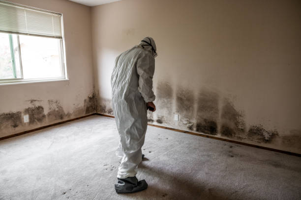 Best Certified Mold Removal  in Rural Retreat, VA