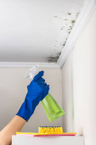 Best Commercial Mold Removal  in Rural Retreat, VA