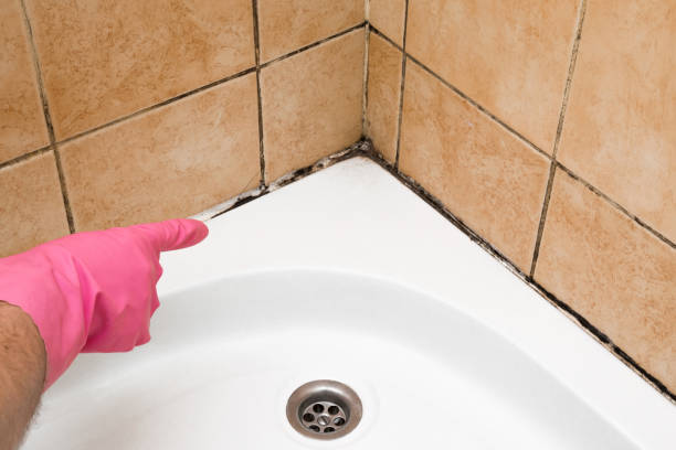 Best Mold Testing  in Rural Retreat, VA